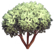 Glade of Trust Light Dwarf Maple.png
