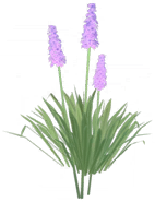 File:Butterfly Flower.png