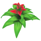 File:Red Bromeliad.png