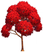 File:Short Japanese Maple.png