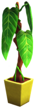 File:Philodendron in Yellow Pot.png