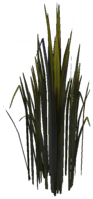 File:Tall Glade of Trust Reeds.png