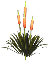 File:Glade of Trust Cattails.png
