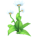File:White Daisy.png
