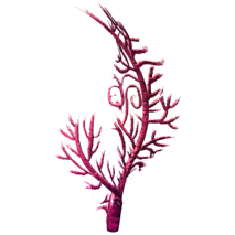 File:Fan Coral.png
