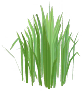 File:Peaceful Meadow Reeds.png