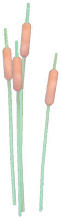 Tall Cattails.png