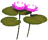 File:Double Water Lily.png