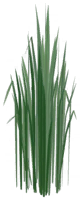 Tall Forest of Valor Reeds.png
