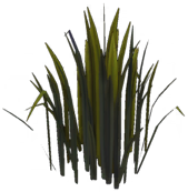 Glade of Trust Reeds.png