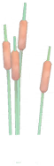 File:Short Cattails.png