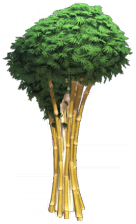 Living Bamboo Bouquet.png
