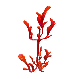 Posidonia.png