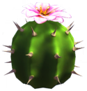 Pink Cactus Flower.png