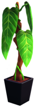 Philodendron in Black Pot.png