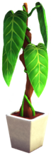 Philodendron in White Pot.png