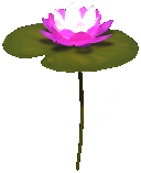 File:Small Water Lily.png