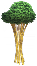 Living Bamboo Cluster.png