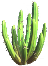 Crown Cactus.png