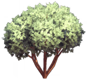 Glade of Trust Dwarf Maple.png