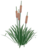 Forest of Valor Cattails.png