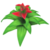 Red Bromeliad.png