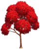 Short Japanese Maple.png