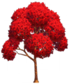 Short Japanese Maple.png