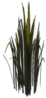 Tall Glade of Trust Reeds.png