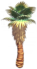 Small Dune Palm.png
