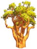 Meager Tree.png