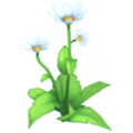 White Daisy.png