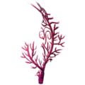 Fan Coral.png