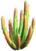 Tinted Crown Cactus.png