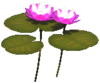 Double Water Lily.png