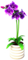 Purple Orchid in White Pot.png
