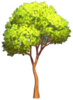 Tall Black Maple.png