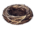 Bird's Nest.png