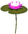 Small Water Lily.png