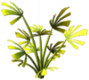 Wild Tangle Plant.png