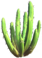 Crown Cactus.png