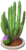 Yellow and Purple Cactus Grove.png